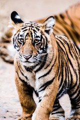 Fototapeta na wymiar Cub of Royal Bengal Tiger