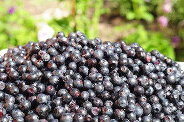Organic blueberry in beautiful garden background. Vaccinium myrtillus is a species of shrub with edible fruit of blue color, commonly called bilberry, whortleberry or European blueberry.