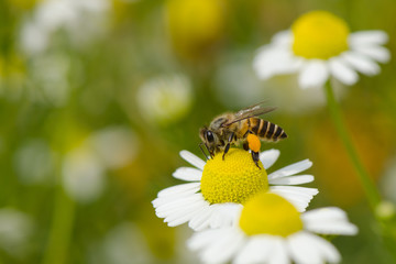 Macro shot of bee on chamomile flowers.