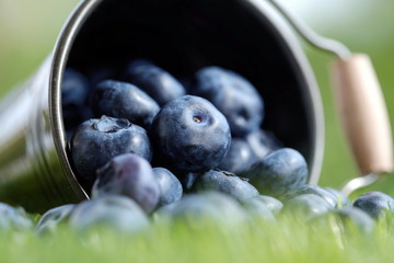 Heidelbeeren frisch gepflückt