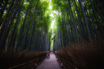 嵐山-竹林