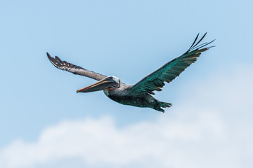 Brown pelican with wings raised above clouds