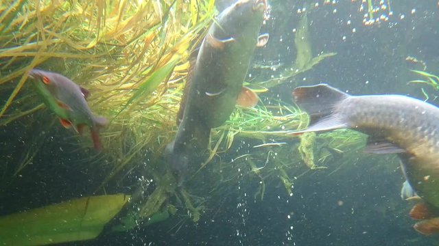 Feeding big carps (Cyprinus carpio) and white fish. Underwater shot in lake. Diving in fresh water. 