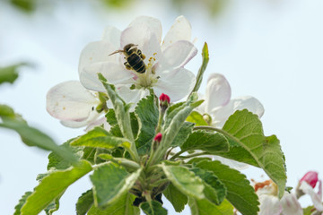 bee collects pollen from a flower apple