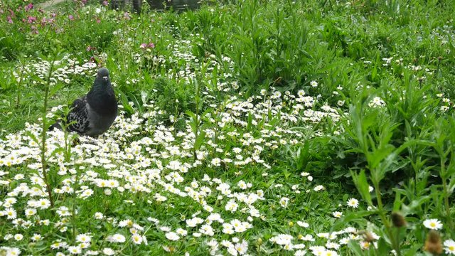 Pigeon and daisy flowers in the garden
