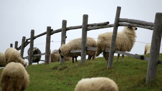 Sheeps enjoying scratching their backs by fence