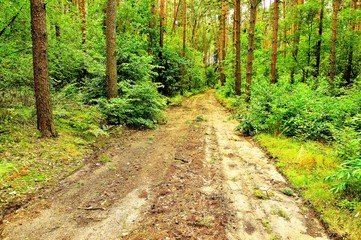 Leśna droga w środku lasu - obrazy, fototapety, plakaty