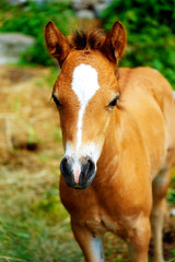 Naklejka na ściany i meble little adorable brown baby foal on summer meadow.
