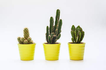 Three small cacti in isolated white background
