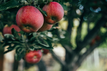 Obraz premium Red Apples on the Tree