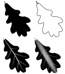 Naklejka premium oak,(Quercus robur)