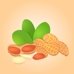 Vector illustration peanut nut. A handful of shelled peanuts nuts in shell and shelled, leaves. Tasty Image on beige background nuts for printing on packaging, advertising of healthy foods