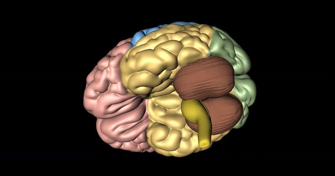 Animation of cerebrum, cerebelum and medulla oblongata in rotation seen from below