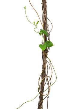 Jungle dried vines with heart shape green leaves vine climbing isolated on white background, clipping path included.