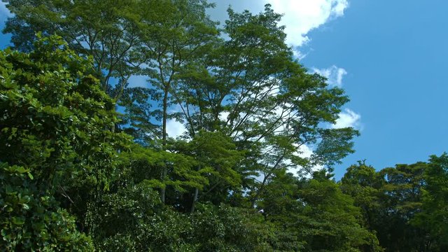 Crones of tropical trees against the sky. UltraHD 4k footage