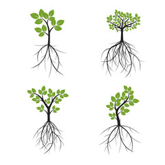 Obraz premium Set Color Trees and Roots. Vector Illustration.