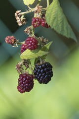 blackberries and raspberries in the woods