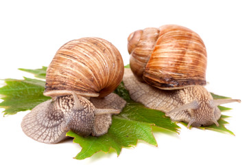 two snails crawling on the grape leaves white background