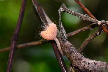 mushroom