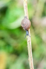snail on branch