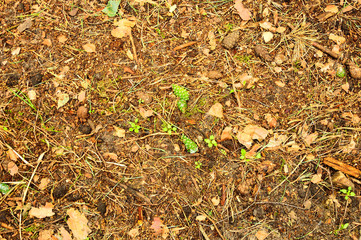 Zielone szyszki na tle brązowej ściółki