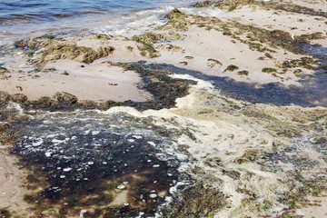 Polluted water on the sea shore