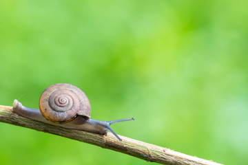 snail on branch