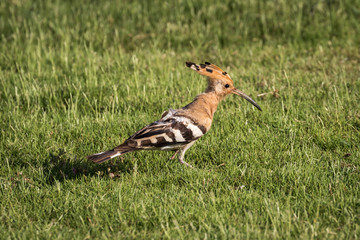 A colorful Hoopoe bird (Upupa Epops) walking on the grass