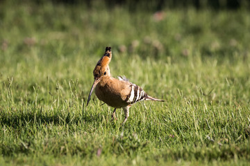 A colorful Hoopoe bird (Upupa Epops) walking on the grass
