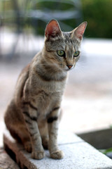 Domestic tabby cat sitting in the yard. Selective focus. 
