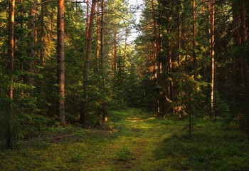 Obraz premium A path in the Forest