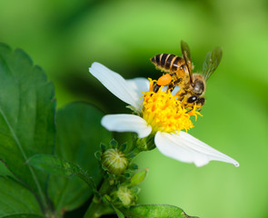 Honey bee collecting nectar on wild flower, macro.