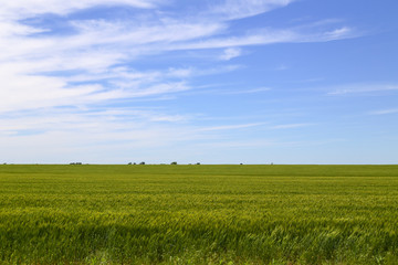 Cornfield and Sky