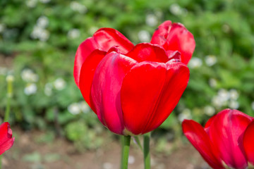 Beautiful flowering red tulips in the garden in springtime