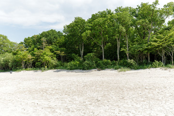 Trees and bushes grow on a sand dune in Kolobrzeg