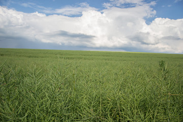 Ripe seeds of rape. Field of green ripeness oilseed rape isolated on a cloudy blue sky in summer time (Brassica napus), Canola corp, rapeseed plant landscape. Slovakia