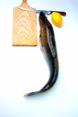 Zander ready to be cooked on white background