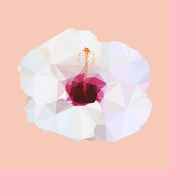 polygon white hibiscus. poly low geometric triangle flower