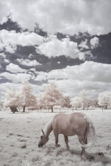 Sceaux park in infrared (Paris)