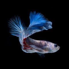 Fototapeta premium Betta fish. Capture the moving moment of red-blue siamese fighti