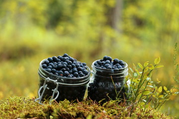 Wild blueberries in forest