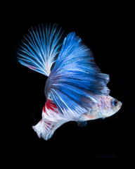 Fototapeta na wymiar Betta fish. Capture the moving moment of red-blue siamese fighti