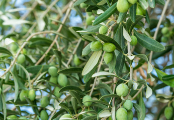 Grüne Oliven auf Zweige