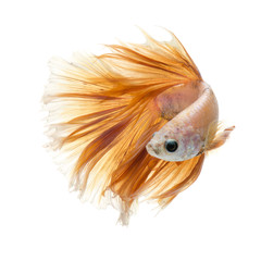 Fototapeta premium Betta fish on white background