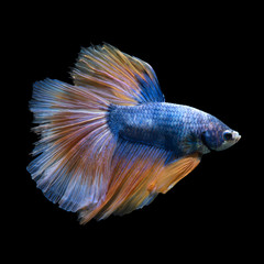 Betta fish on black background