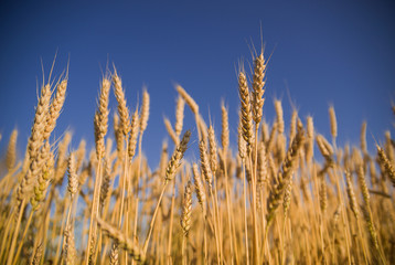 Obraz premium Ears of wheat growing on the field