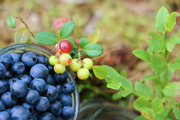Wild blueberries in forest