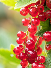 Close up of ripe red currant berries on the shrub