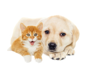 kitten and puppy together