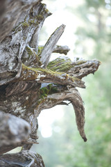 Moss Covered Broken Branch